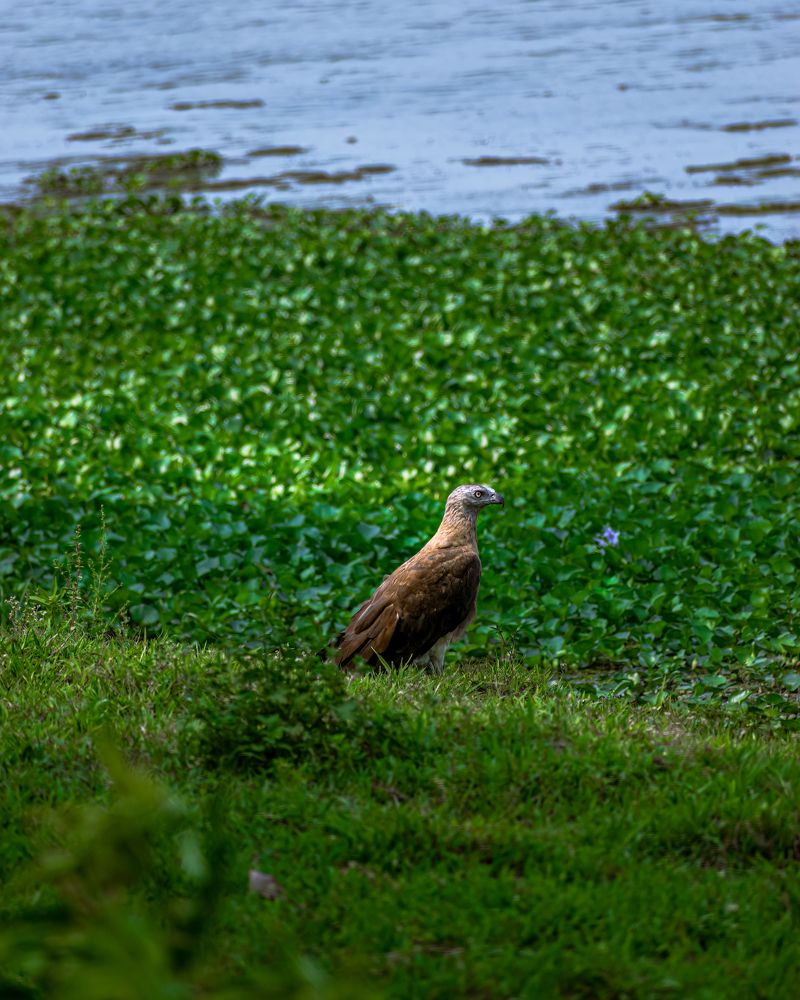 Photograph by Shrinjoy Maiti