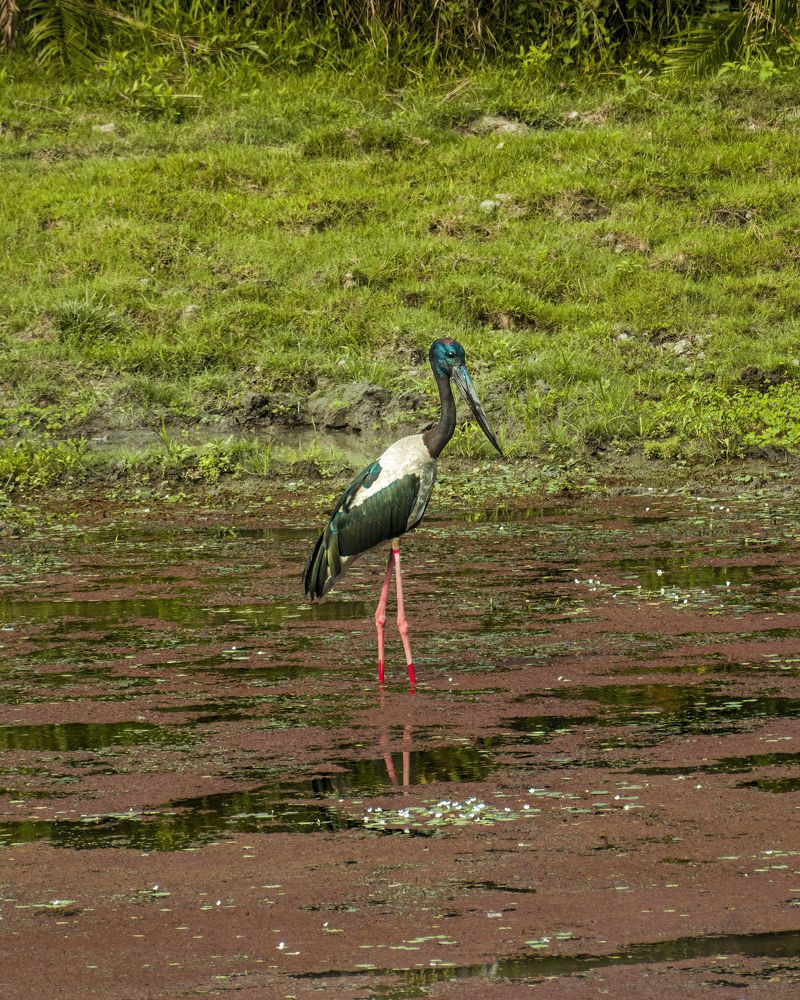 Photograph by Shrinjoy Maiti