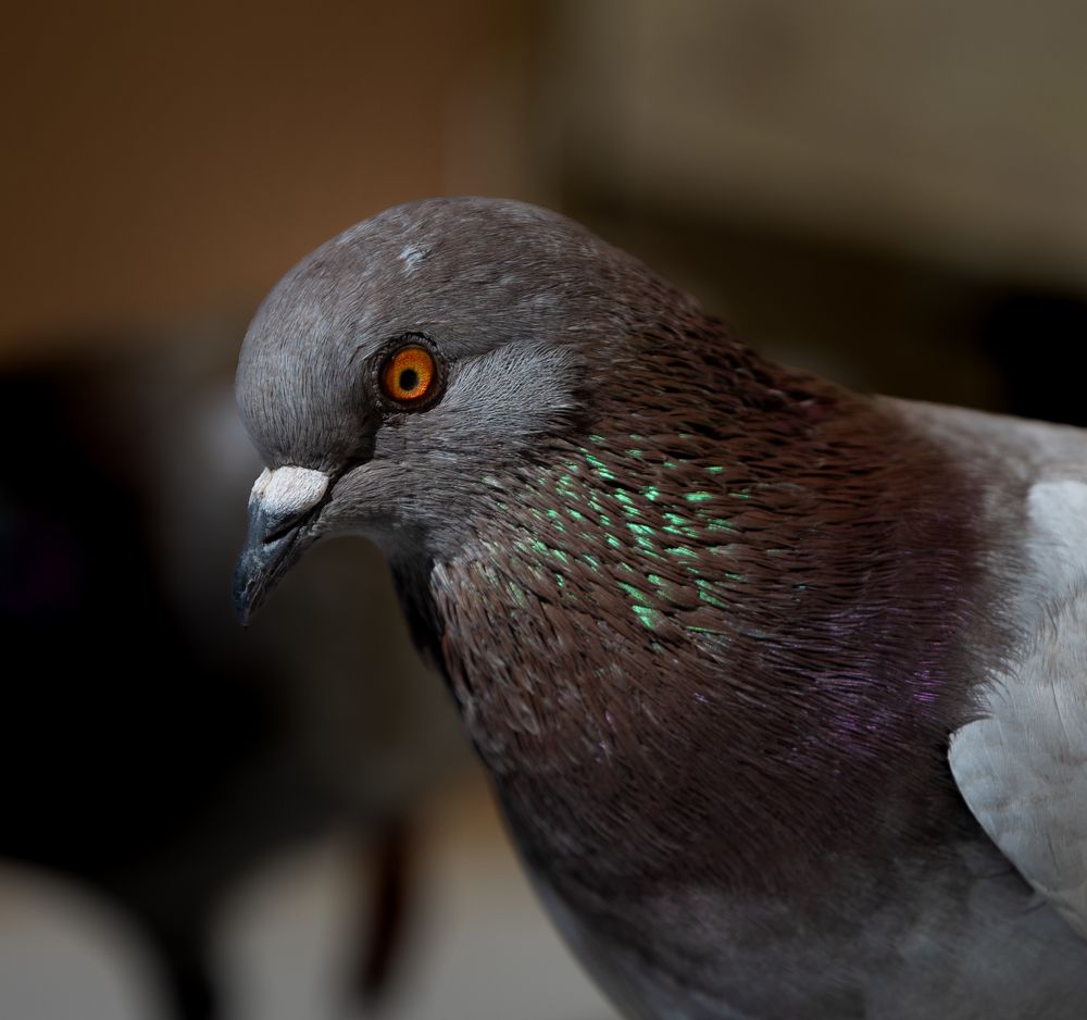 Photograph by Davide Mele