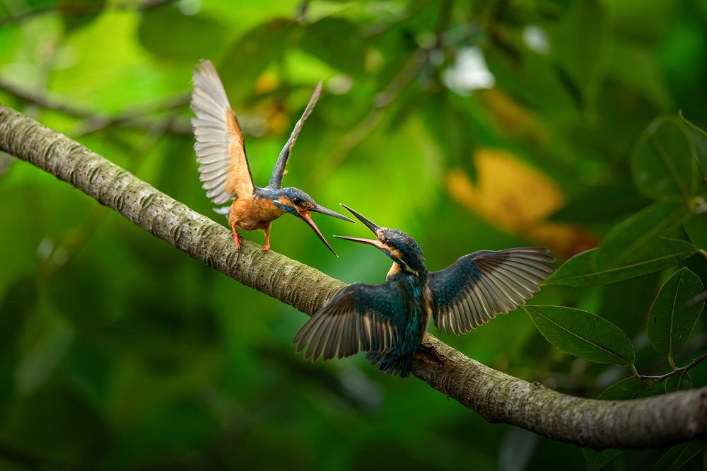 Photograph by Mineth Vismitha