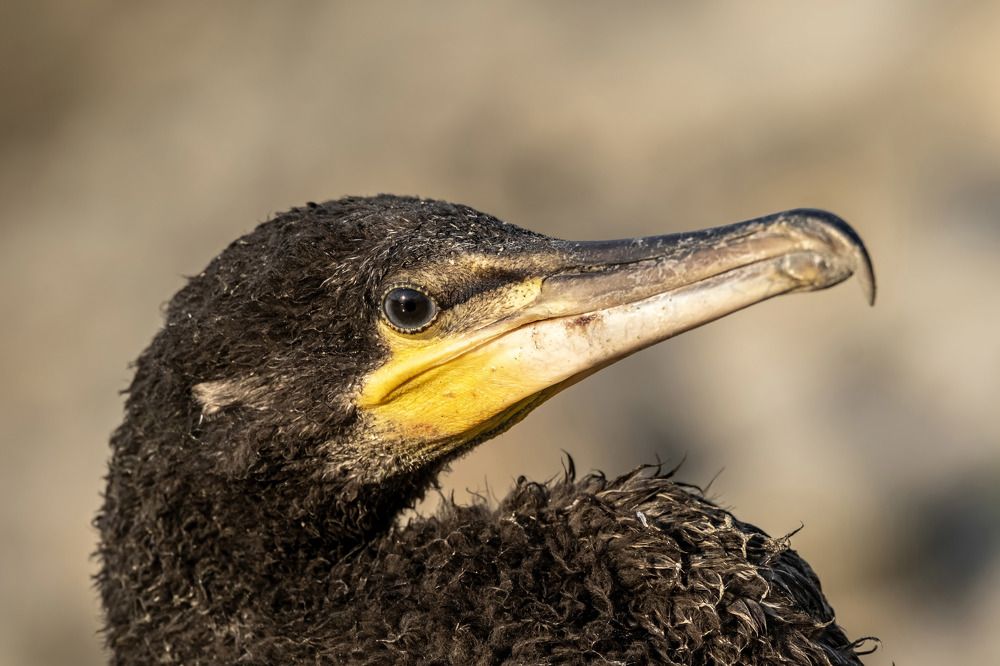 Photograph by Dimitris Vavliaras