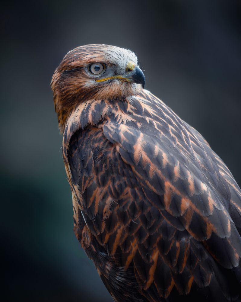 Photograph by ESRA KAYA