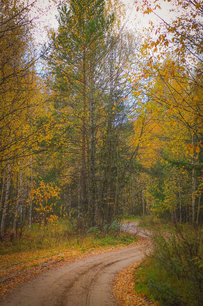 Осенние дорожки в лес