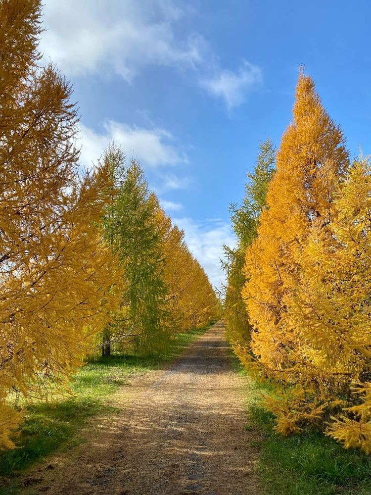Фотография автора Виктория Зеленкова