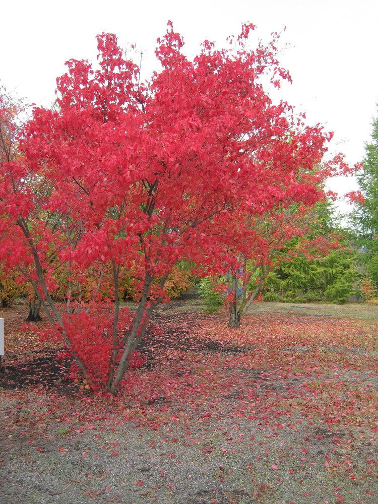 Фотография автора Виктория Зеленкова