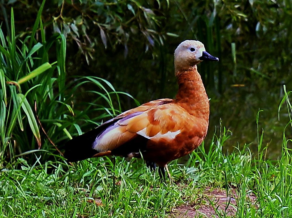 Photograph by АЛЕКСАНДР ЦЫГЕЛЬНЮК