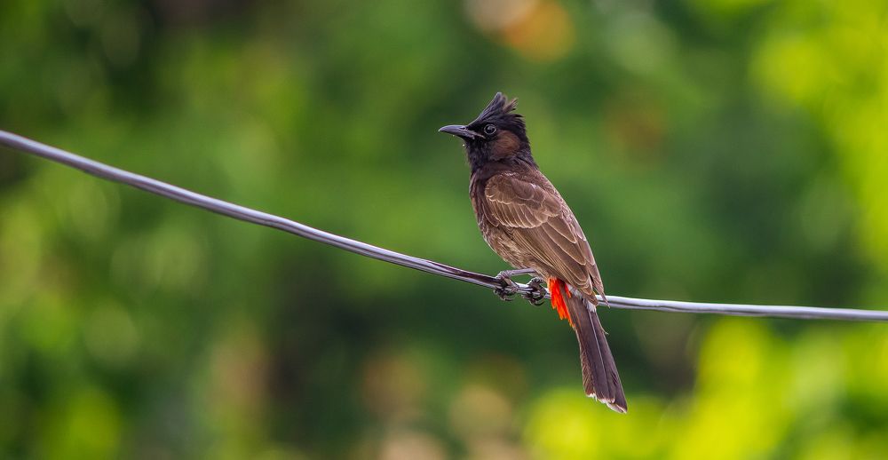 Photograph by Samrat Nag