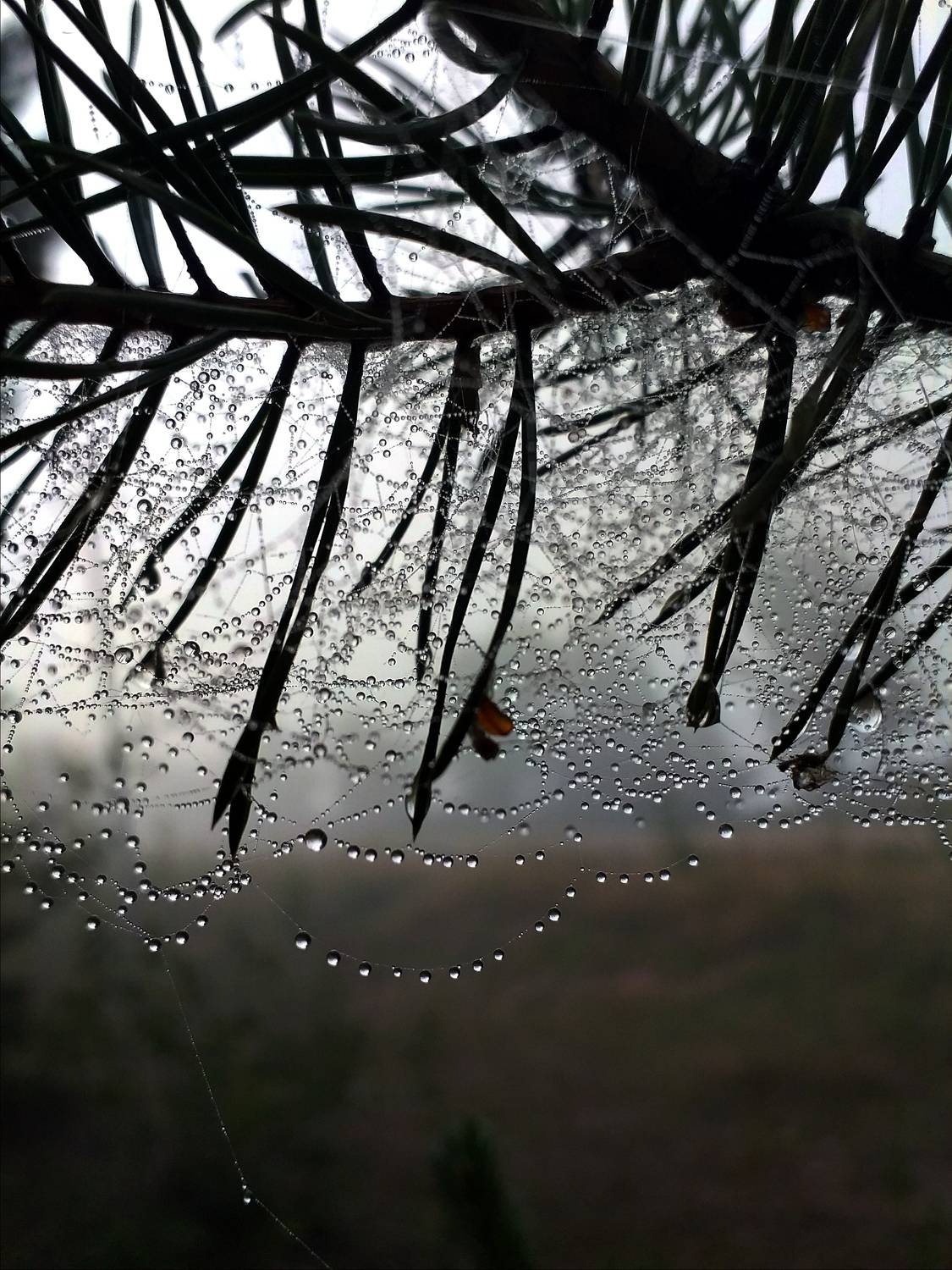 Photo #11109922