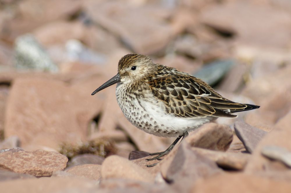 Photograph by Карина Заводчикова