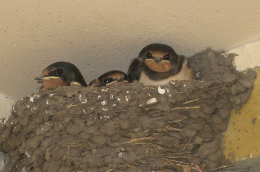 Фотография автора Елена Александрова