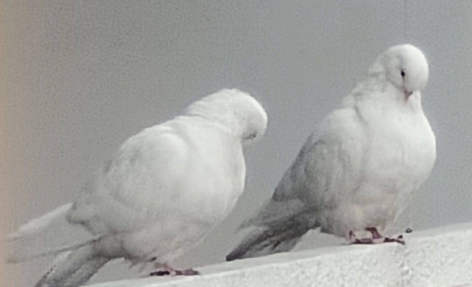 Photo #11110098