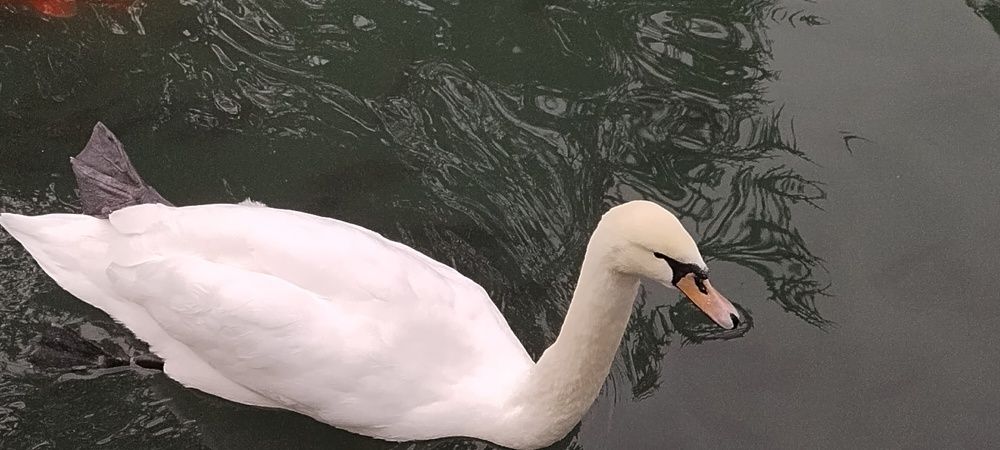 Photograph by Злата Иванченко