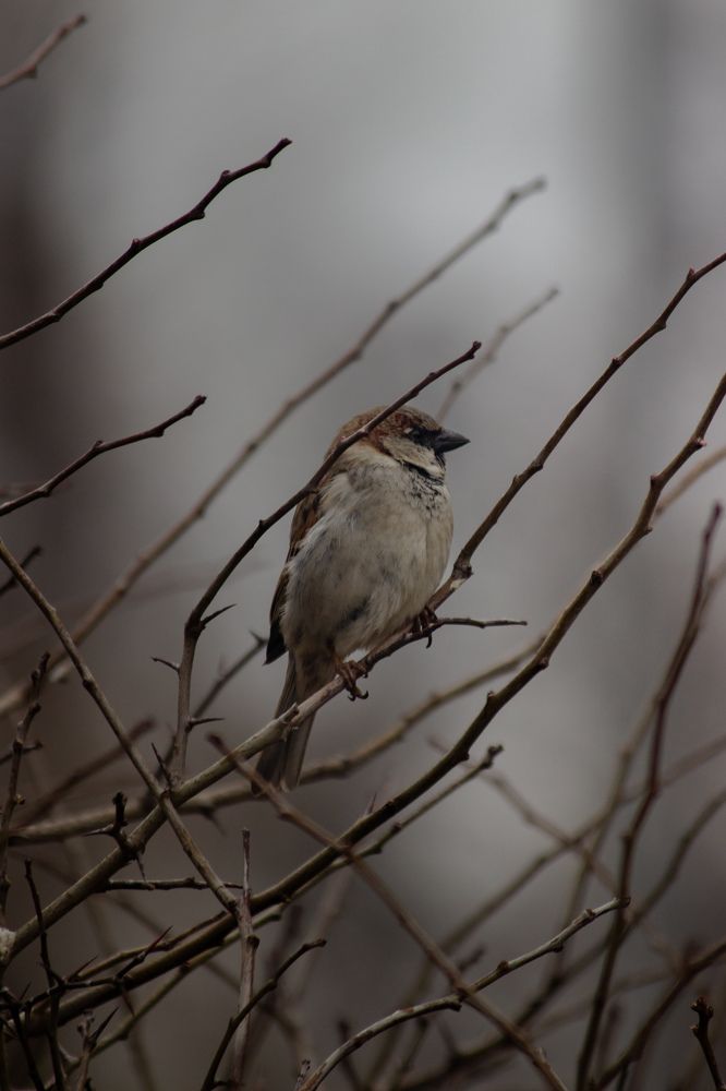 Фотография автора Кирилл Бражников