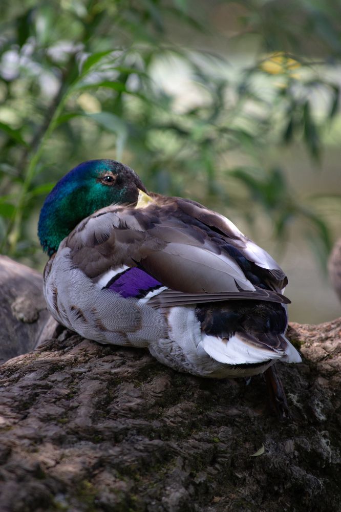 Фотография автора Кирилл Бражников