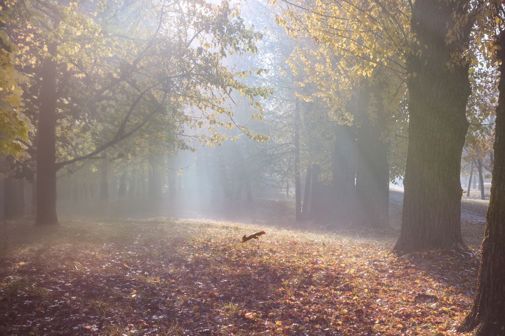 Photograph by Валерия Трейтяк