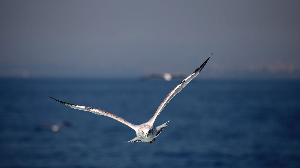 Photograph by zaid alwattar