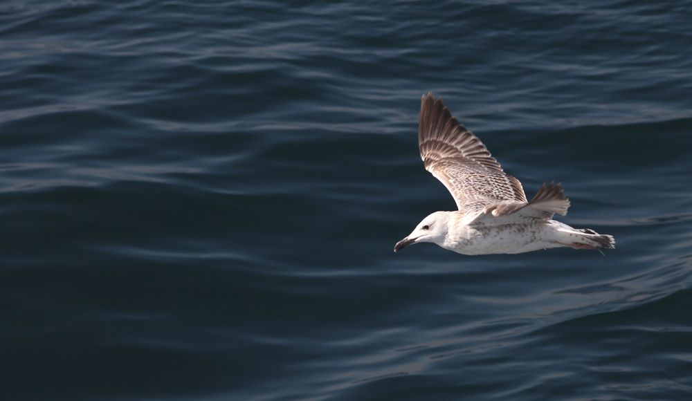 Photograph by zaid alwattar