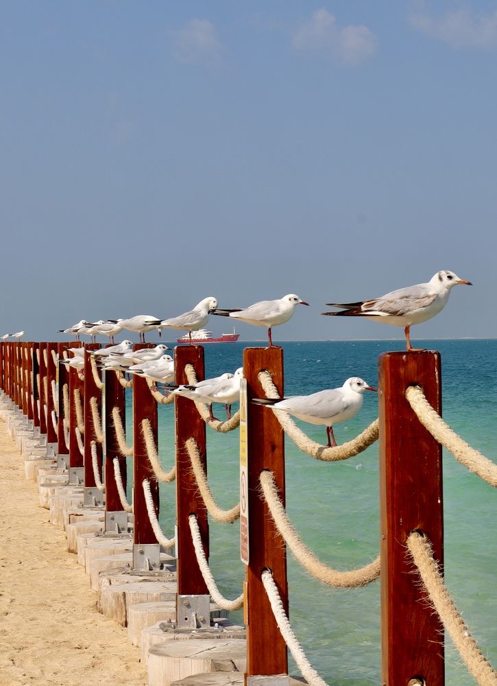 Фотография автора Sarrah Yehia Albahnasawy