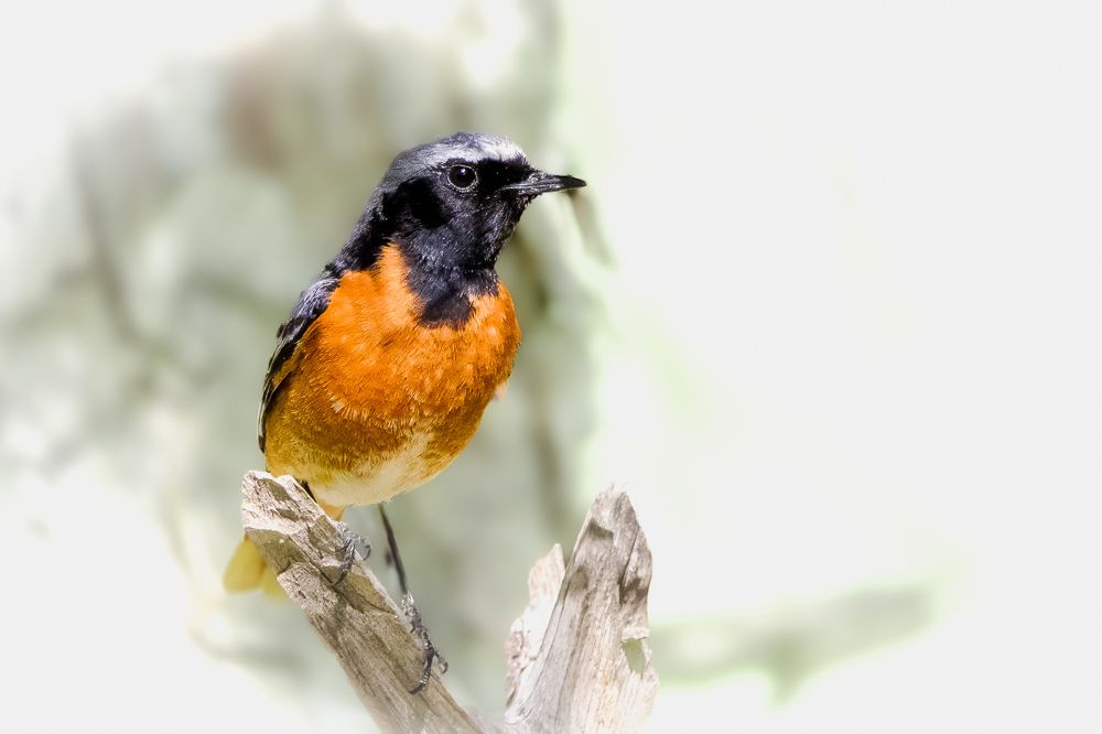 Photograph by Abed Abedaljalil