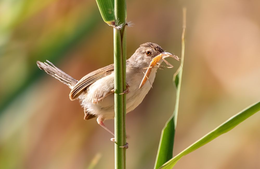 Photograph by Abed Abedaljalil