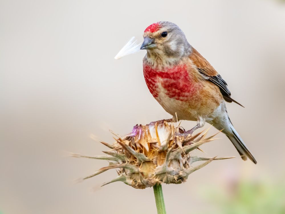 Photograph by Abed Abedaljalil