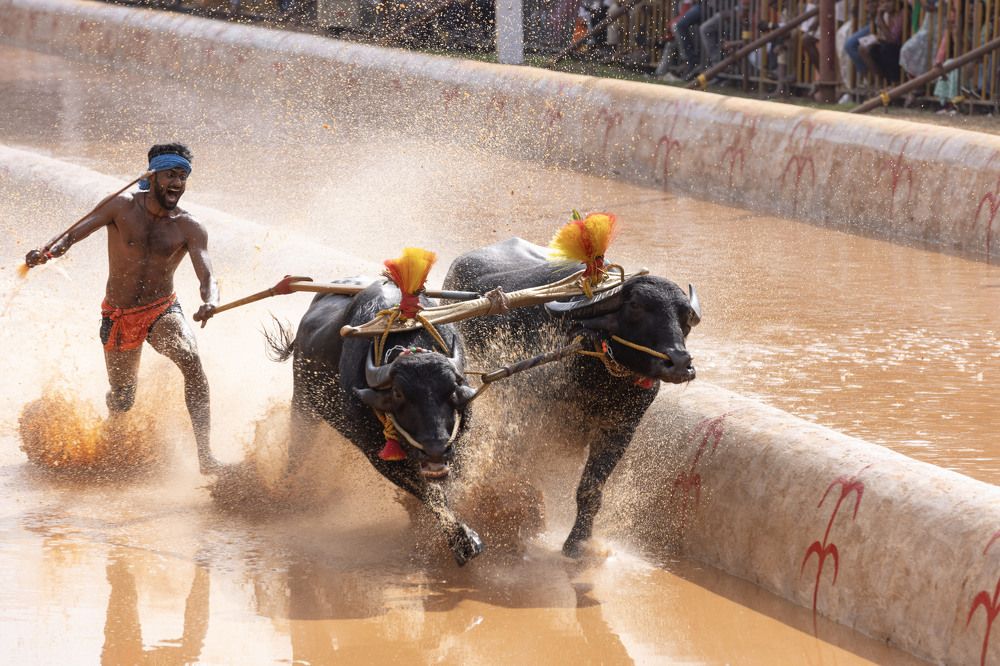 Kambala Buffalo Race