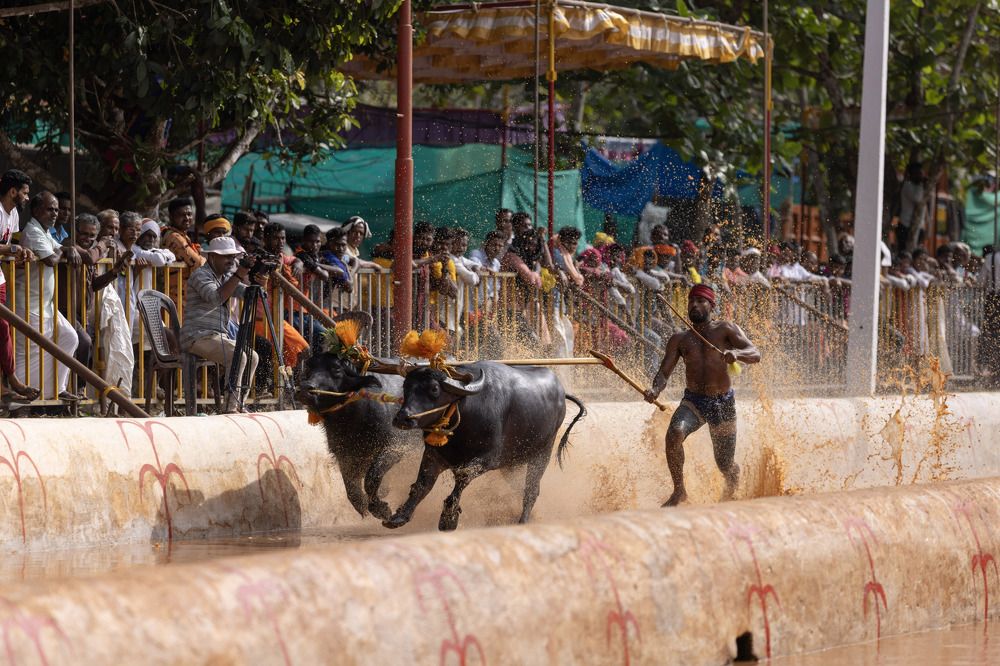 Kambala Buffalo Race