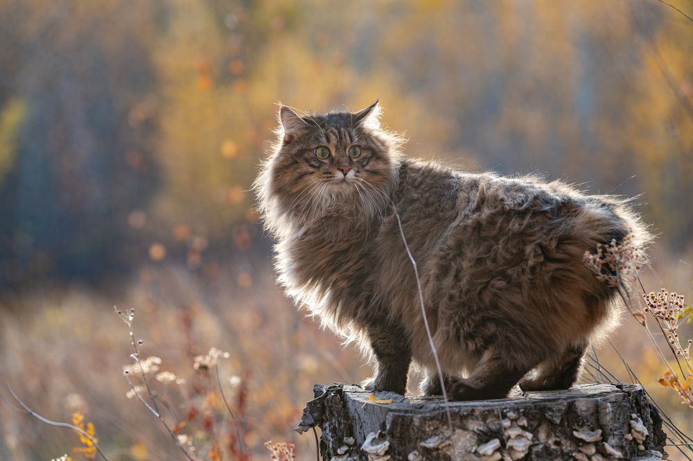 Photograph by Алексей Александрович