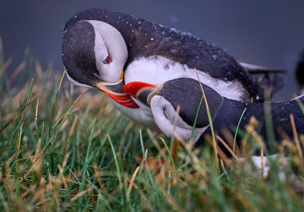 Photograph by Boris Bekelman