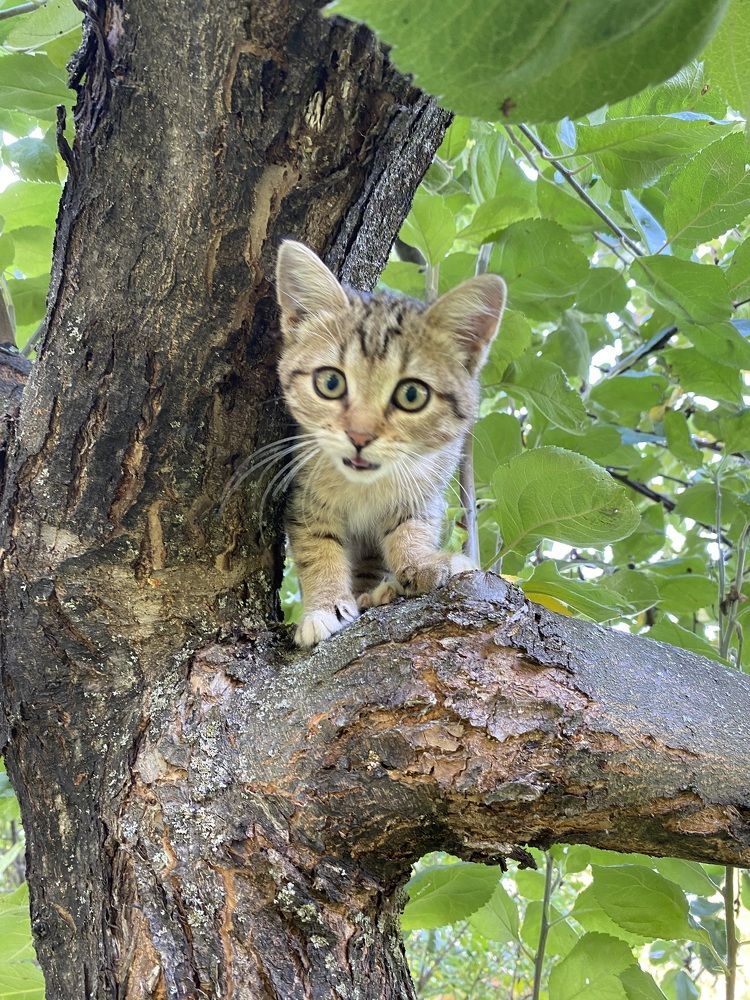 Маленькая рысь