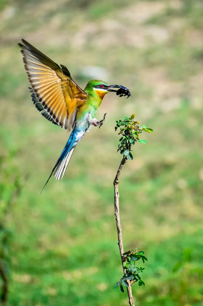 Photograph by Sahisnu Saha