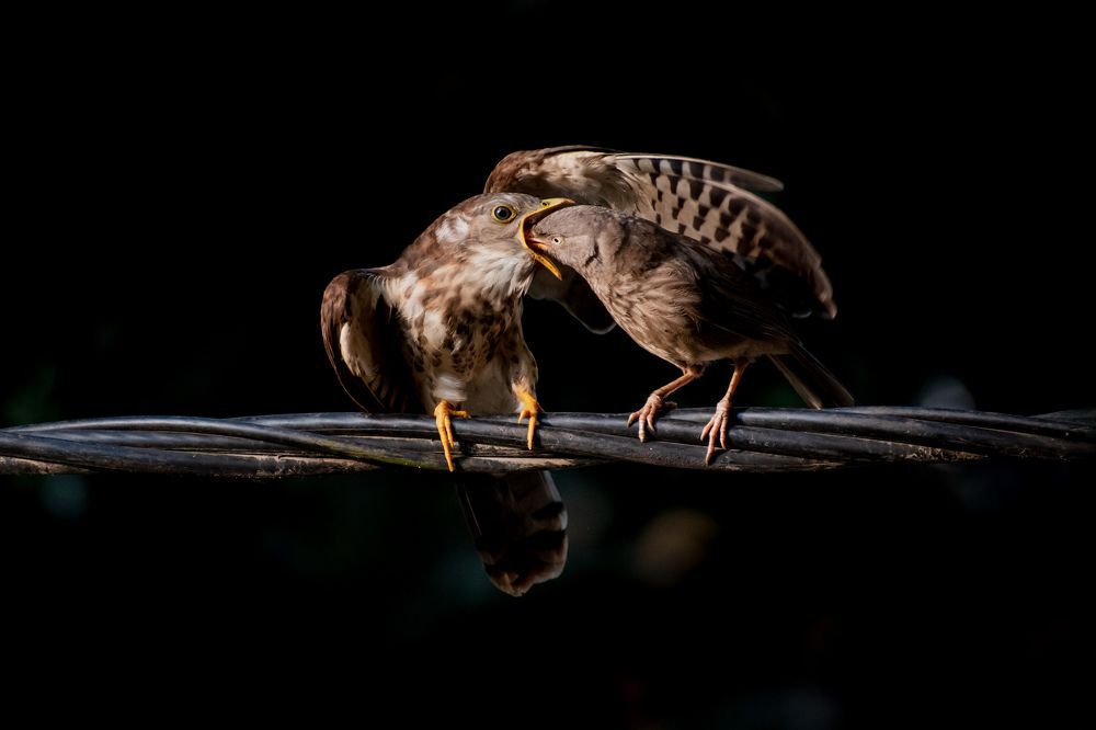 Photograph by Sahisnu Saha