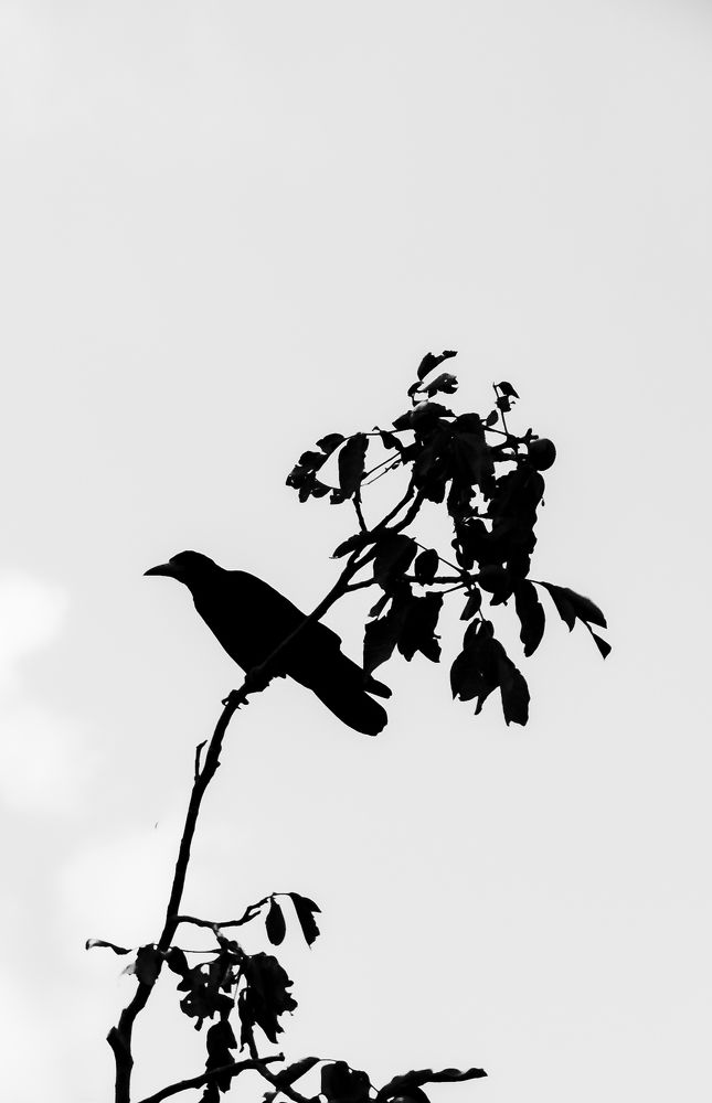 Photograph by فاطمه فرامرزی