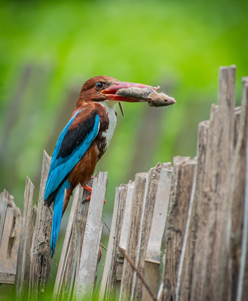 Photograph by Sahisnu Saha