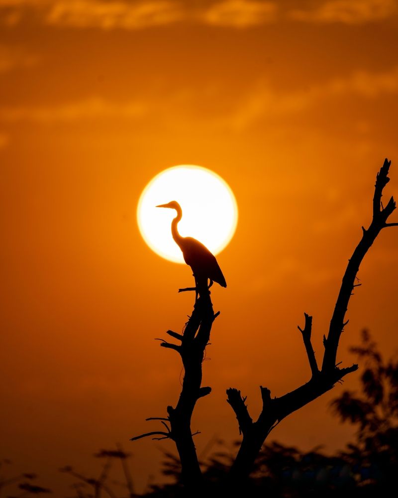 Photograph by mahadevan Arige