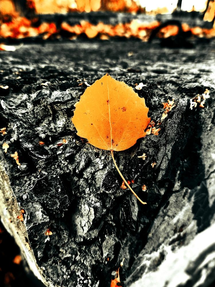 Photograph by Лариса Лысенко