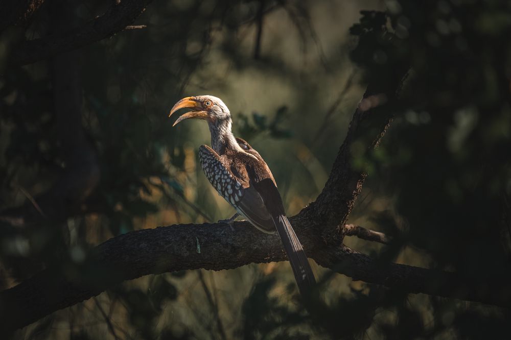 Photograph by Lara Iris