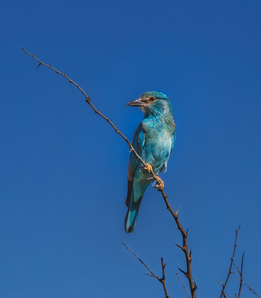 Photograph by Lara Iris