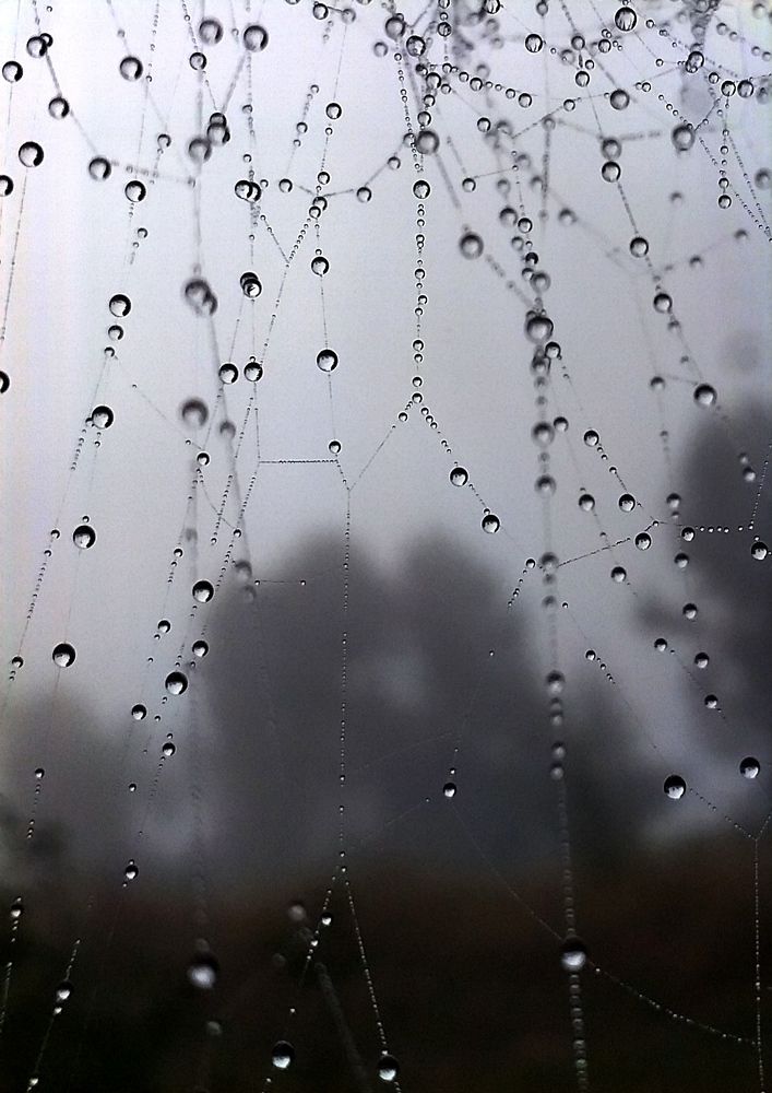 Photo #11111160
