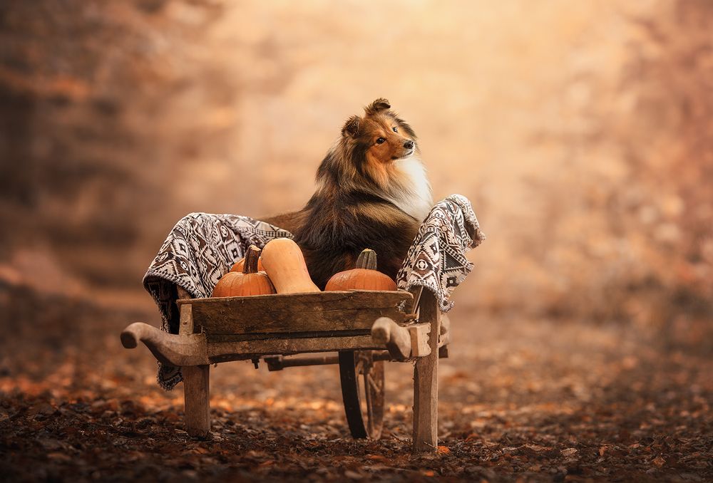 Photograph by Laura Quintanel