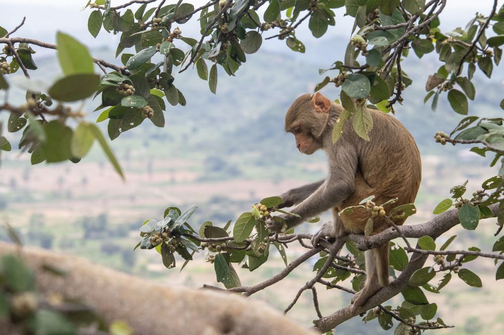 Фотография автора Vikram Aditya Reddy