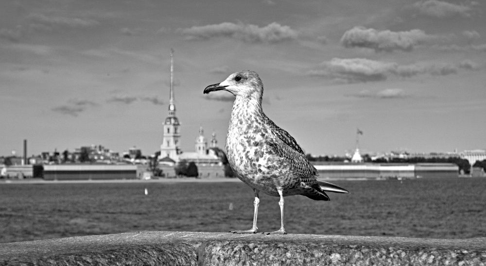 Photograph by Елена Казакова