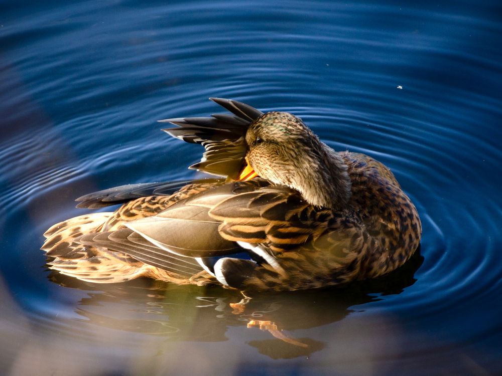 Photograph by Анна Потапова