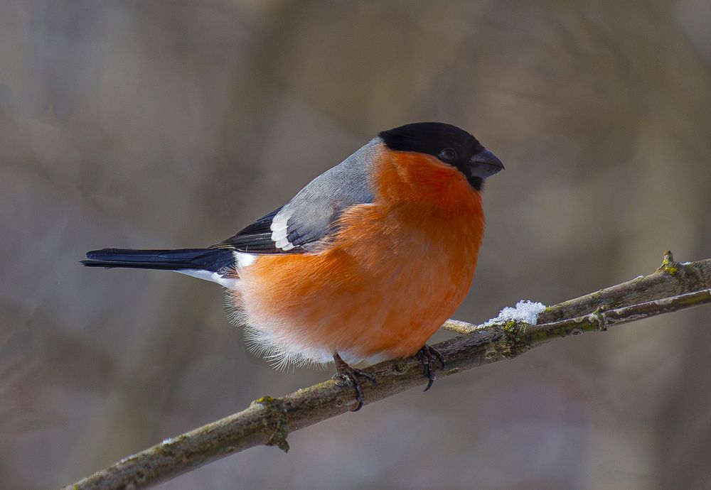 Photograph by Юрий Баженов
