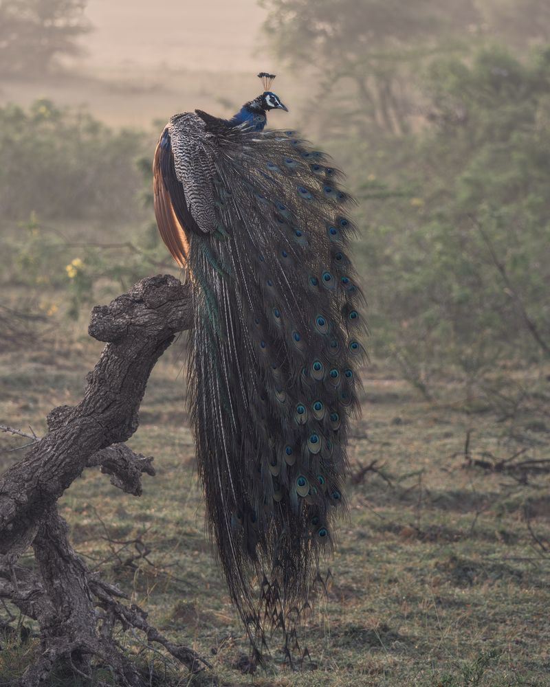 Photograph by Domenico Marrano