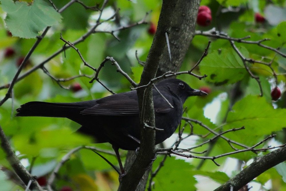 Photograph by Светлана Соколова