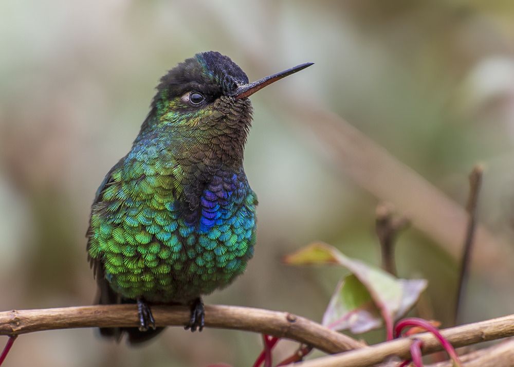 Photograph by Jose Vega