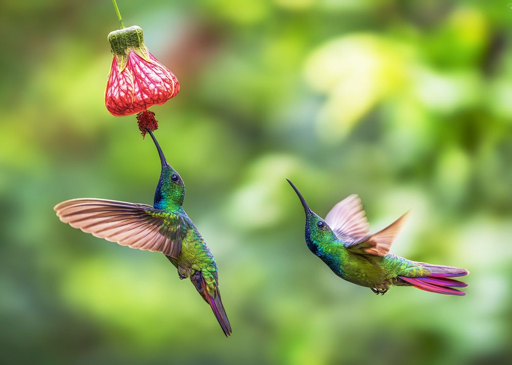 Photograph by Jose Vega