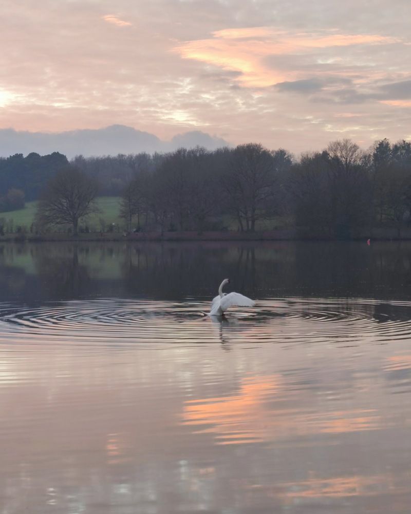 Осенний лебедь на закате
