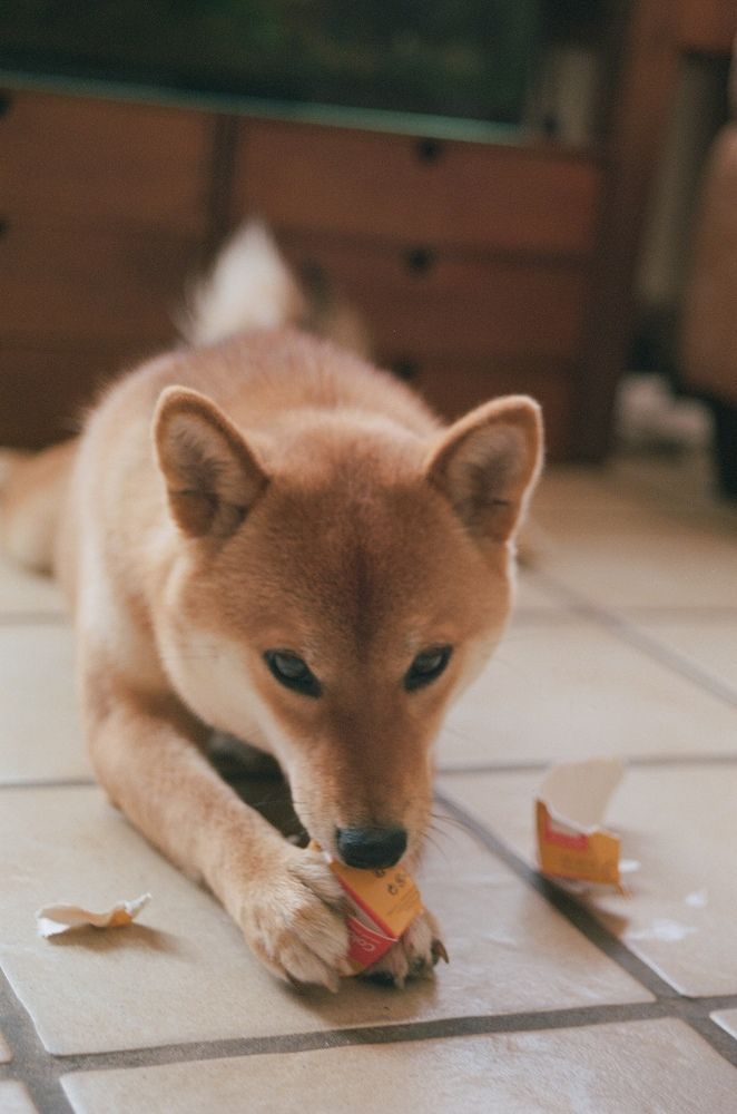 Фотография автора Iuliia Komkova